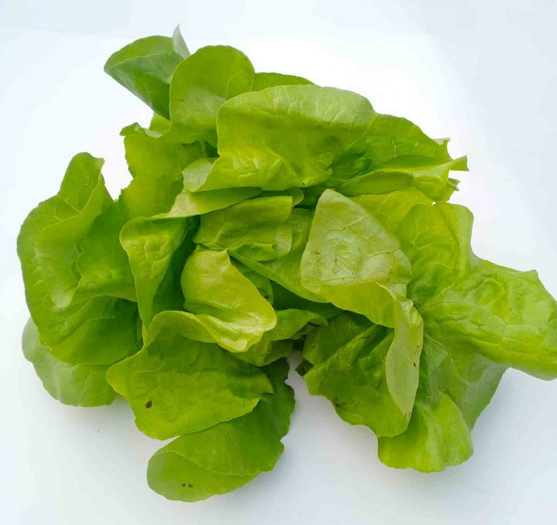Butterhead Lettuce - 100g