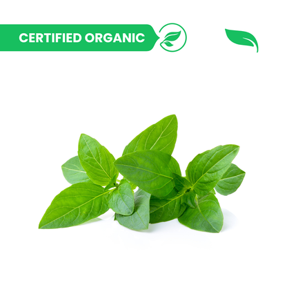 Italian Basil - 50g