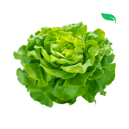 Green Leafy Lettuce - 100g