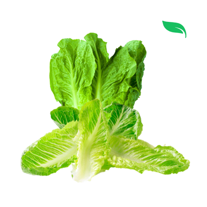 Romaine Lettuce - 100g
